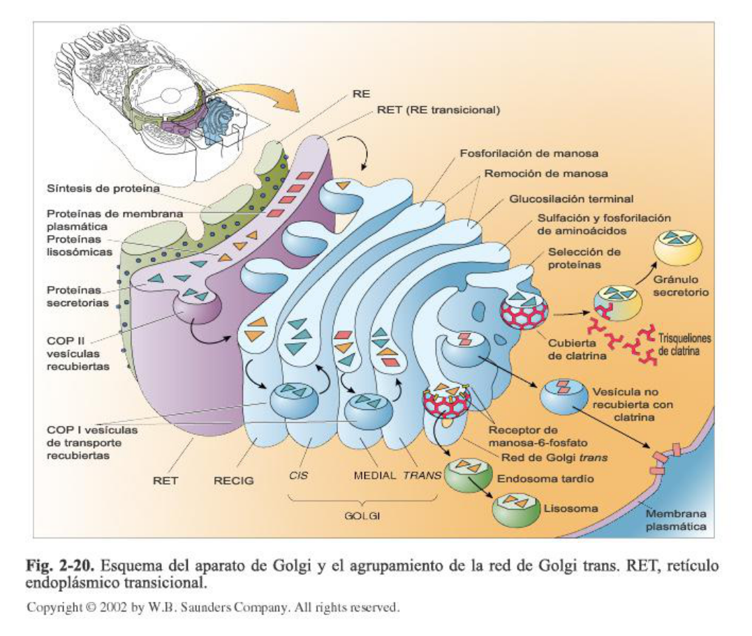 Tema 06 04 Aparato De Golgi